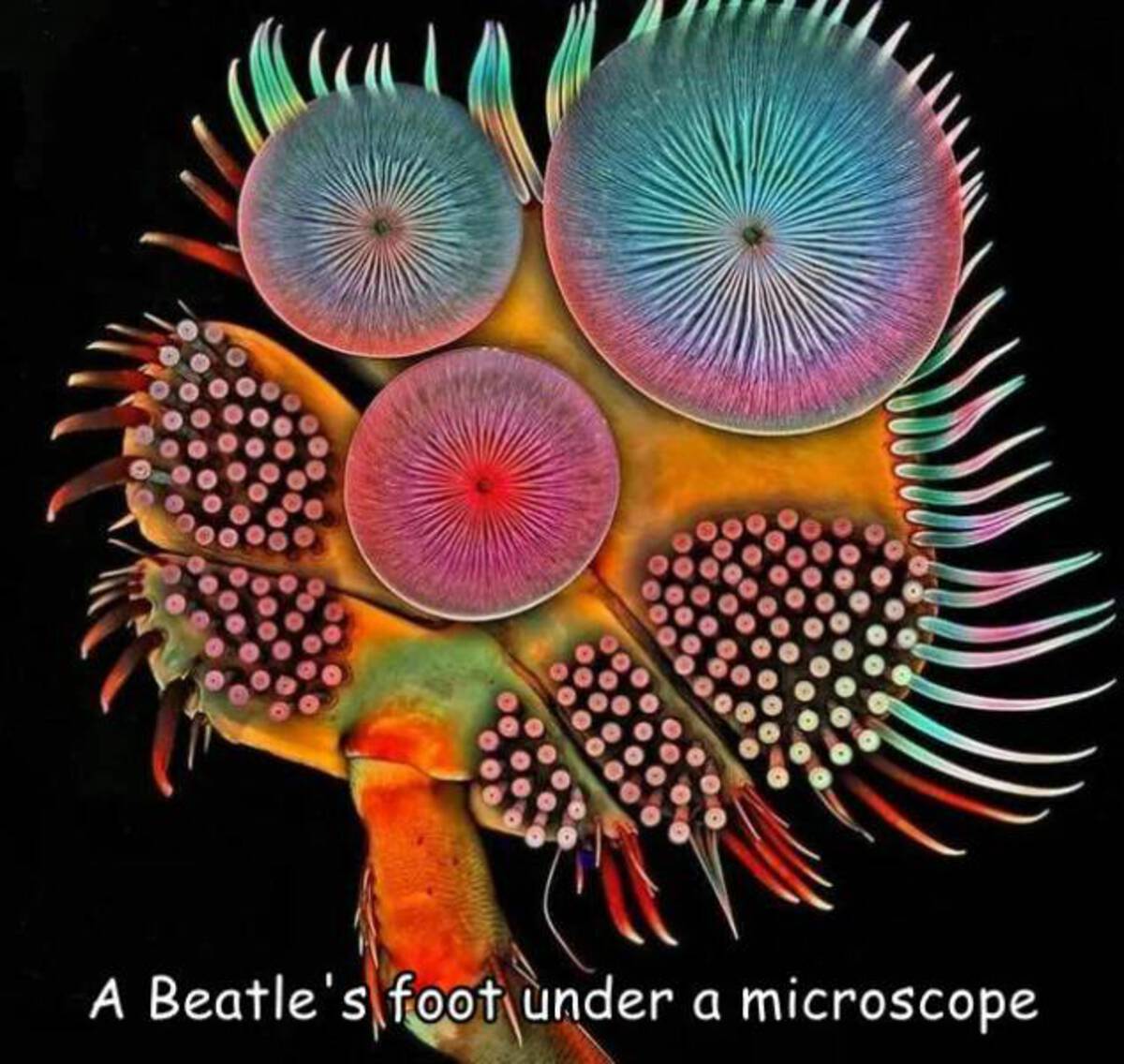 microscope photography - A Beatle's foot under a microscope