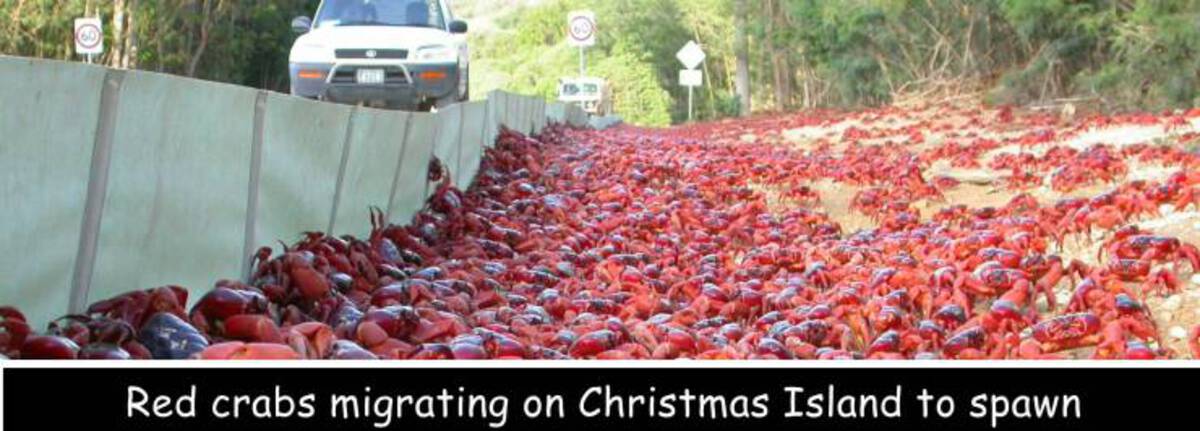 Red crabs migrating on Christmas Island to spawn