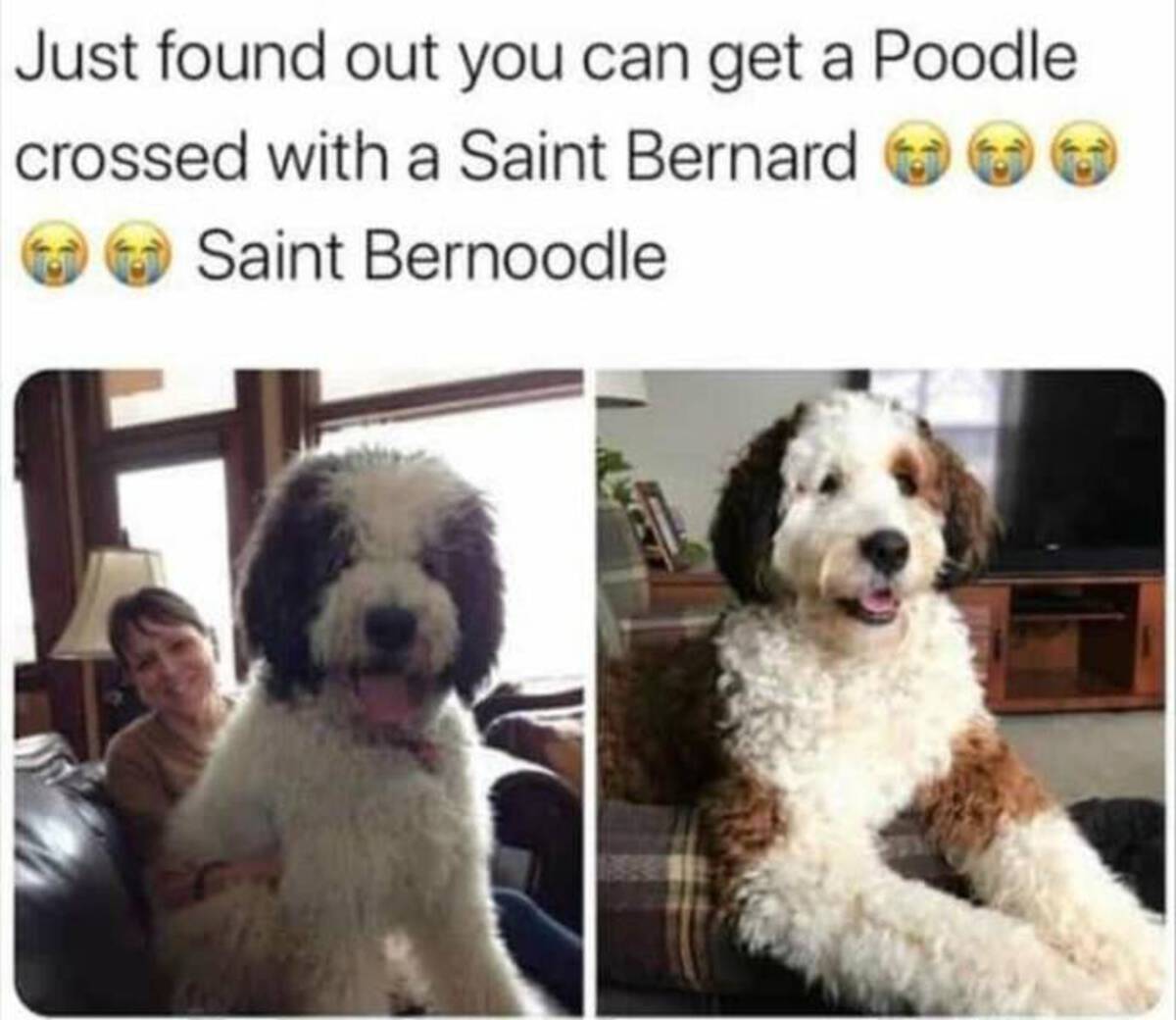 saint bernard poodle mix - Just found out you can get a Poodle crossed with a Saint Bernard Saint Bernoodle