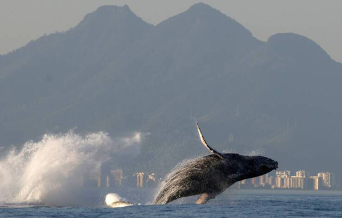 Humpback whale -