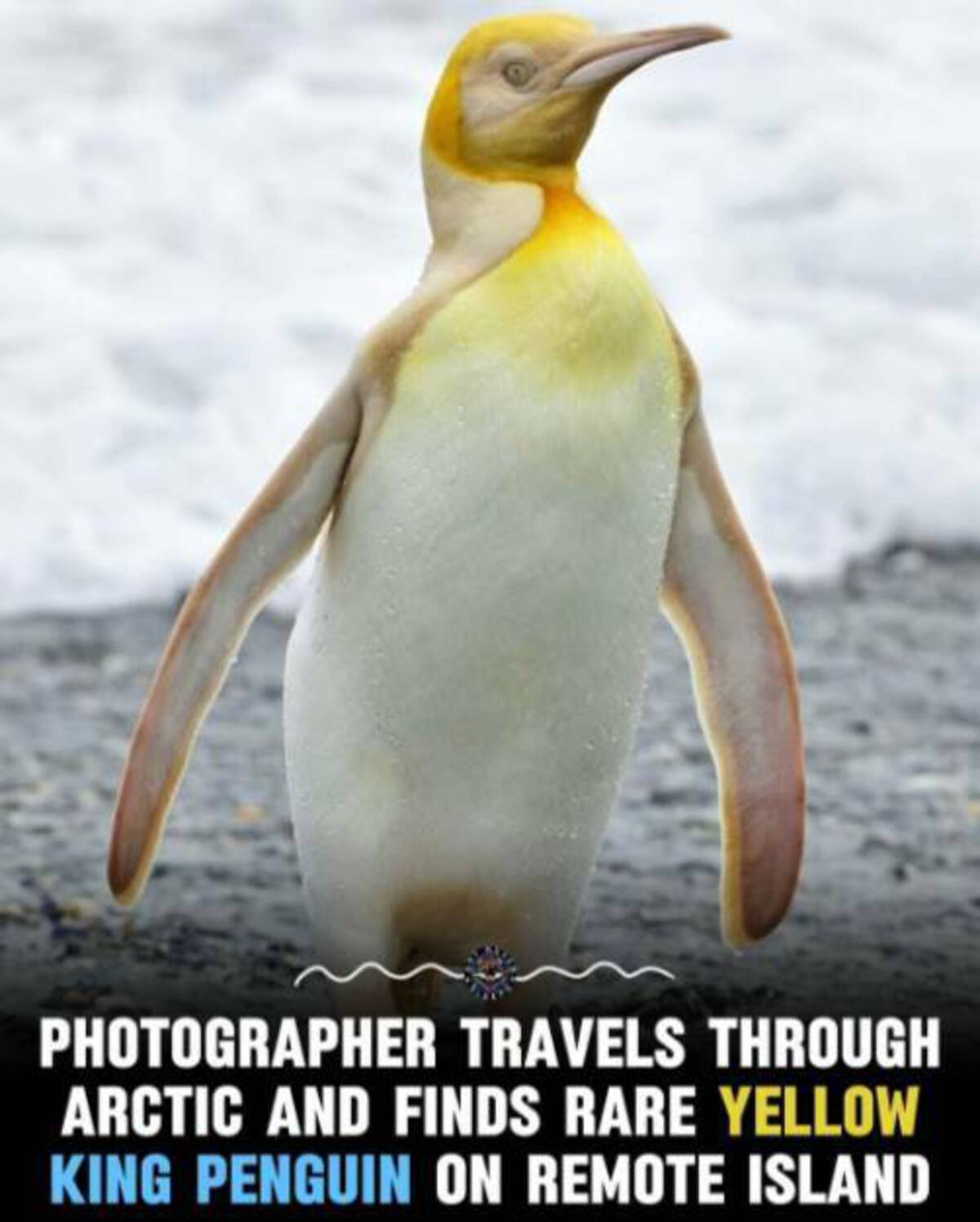 yellow penguin tattoo - Photographer Travels Through Arctic And Finds Rare Yellow King Penguin On Remote Island