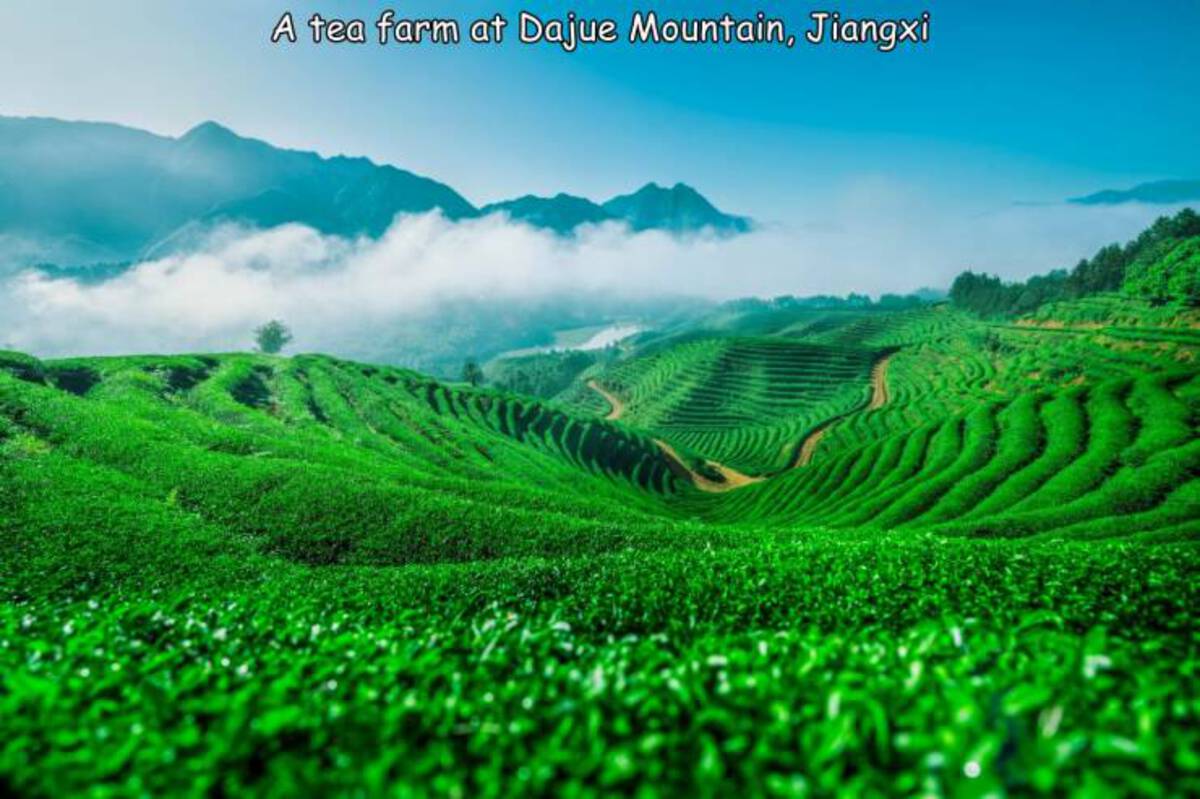 field - A tea farm at Dajue Mountain, Jiangxi