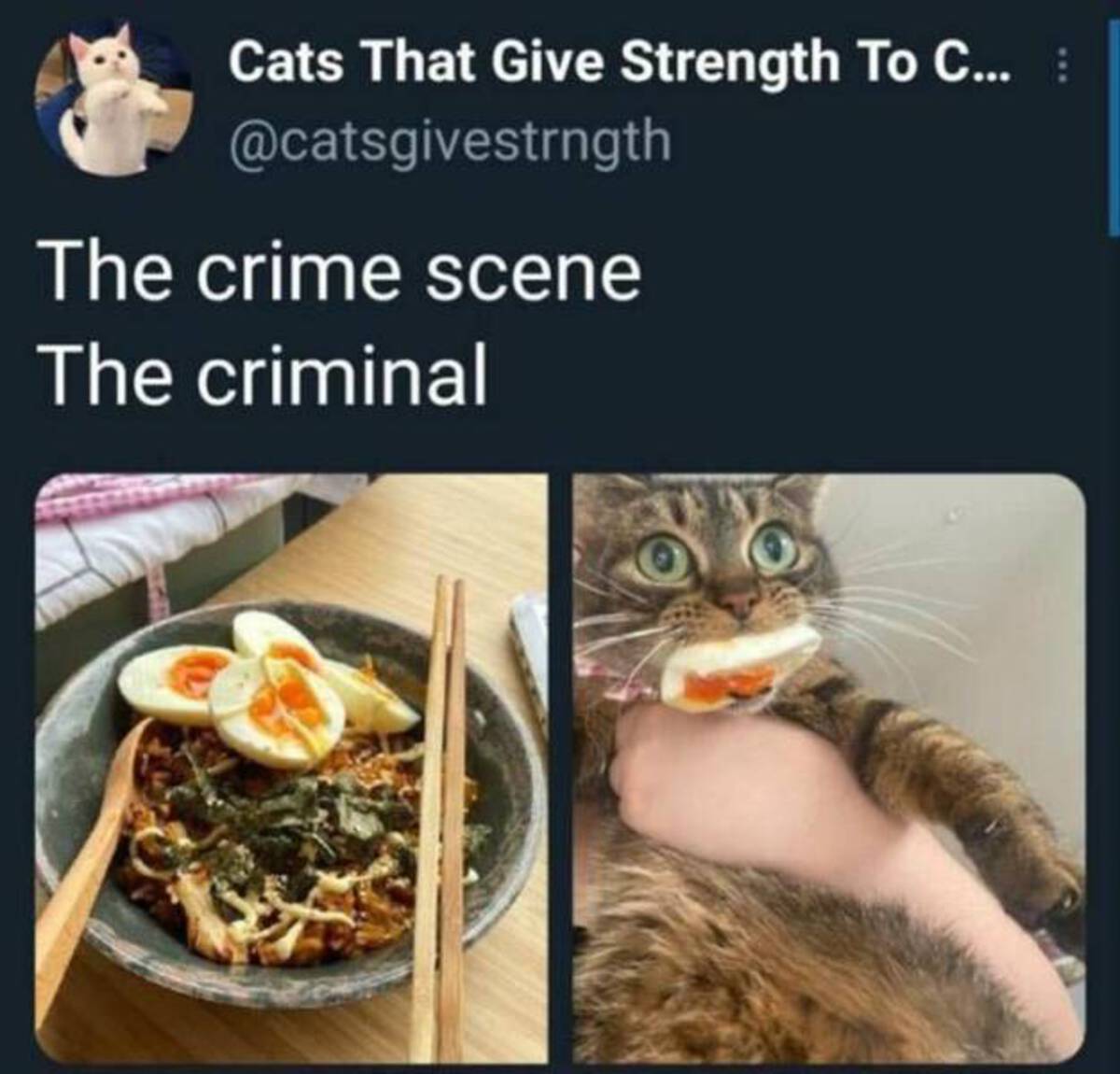 cat egg thief - Cats That Give Strength To C... The crime scene The criminal