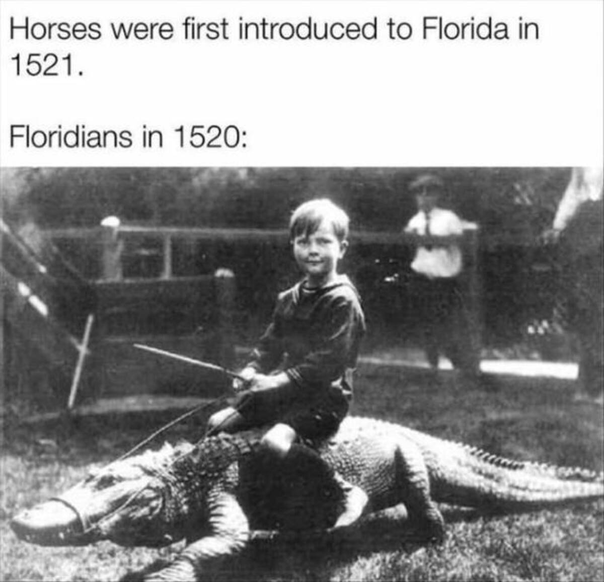 floridian ride gator - Horses were first introduced to Florida in 1521. Floridians in 1520