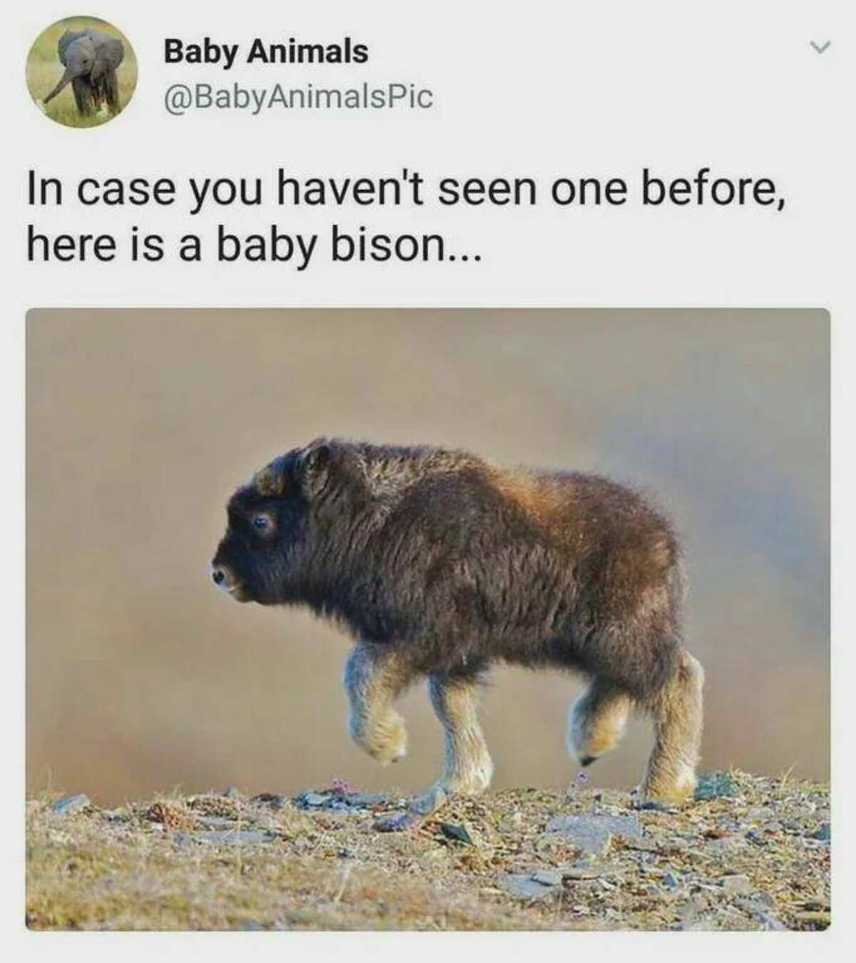 baby musk ox - Baby Animals In case you haven't seen one before, here is a baby bison...