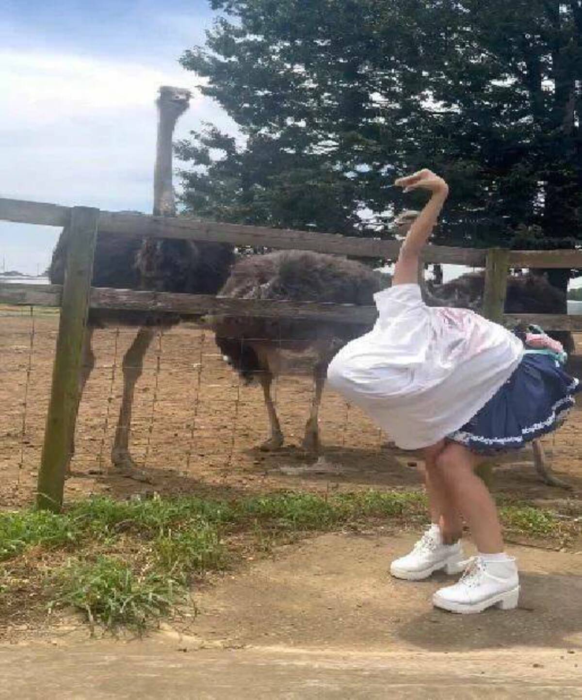 Common ostrich