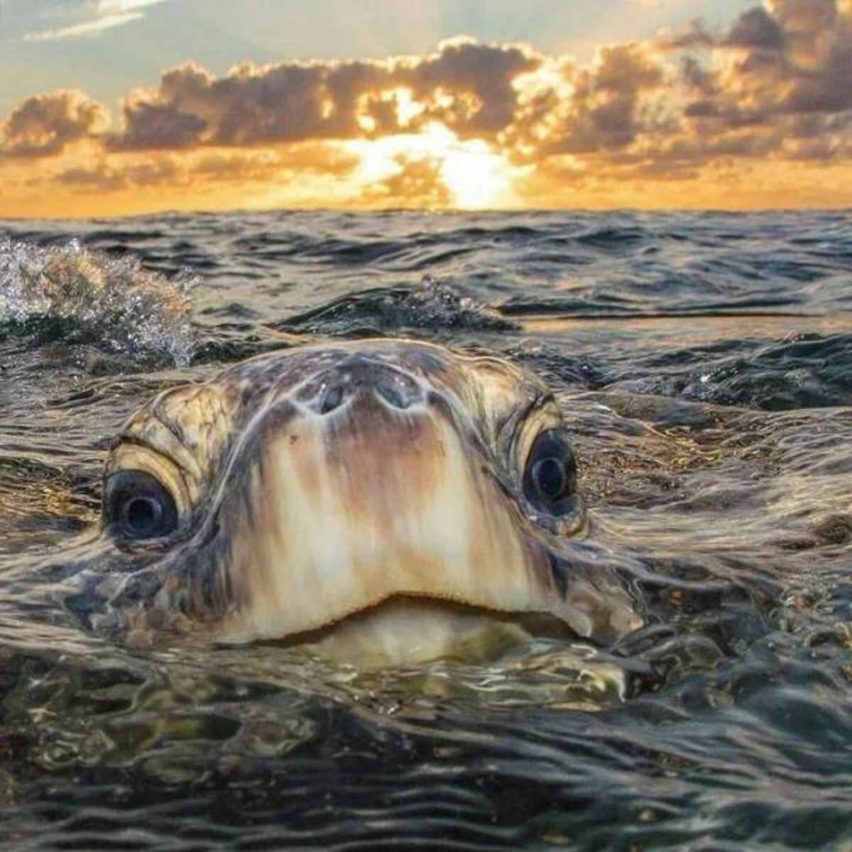 sea turtle sunset