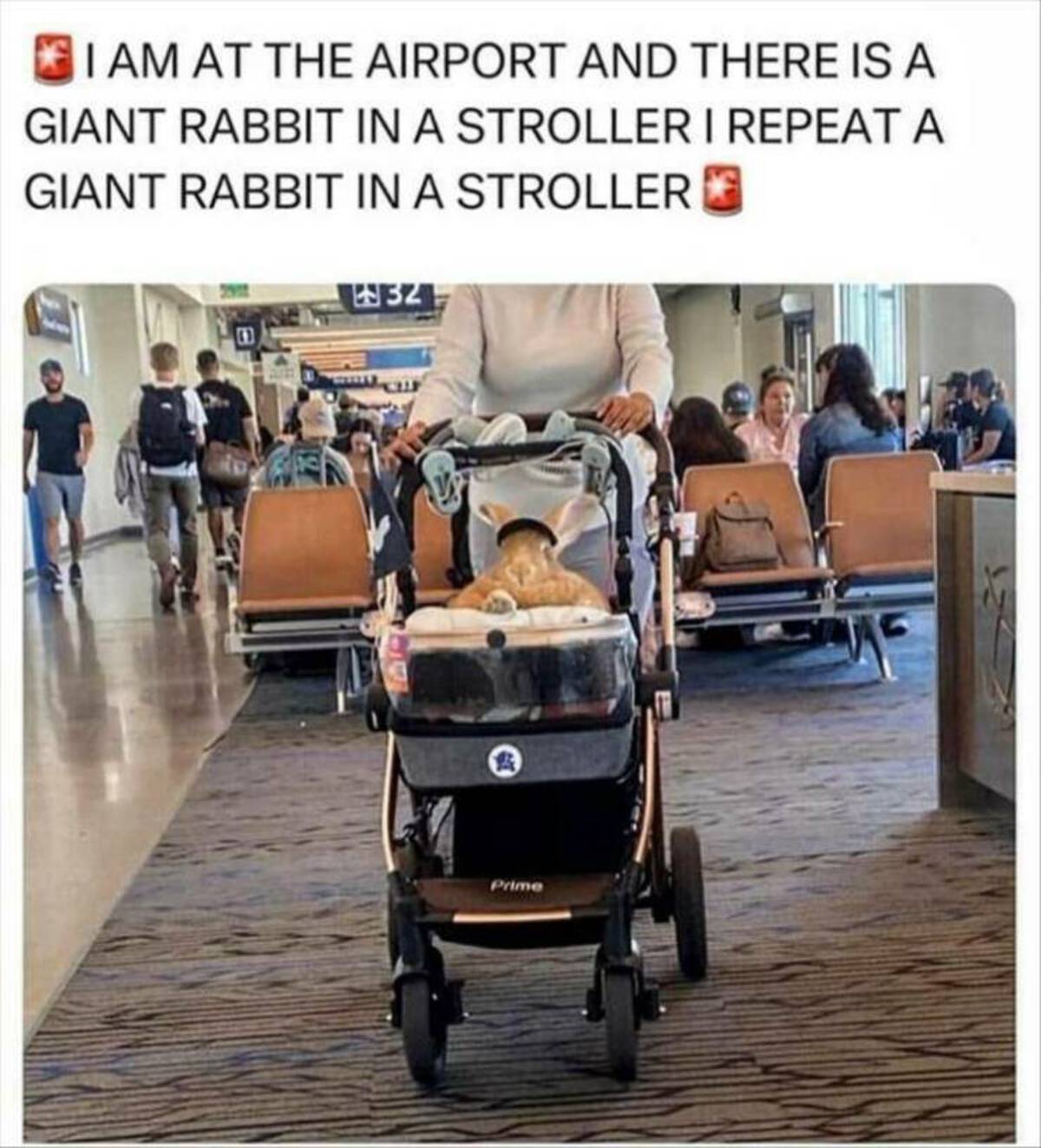 funny airport memes - I Am At The Airport And There Is A Giant Rabbit In A Stroller I Repeat A Giant Rabbit In A Stroller 932 Prime