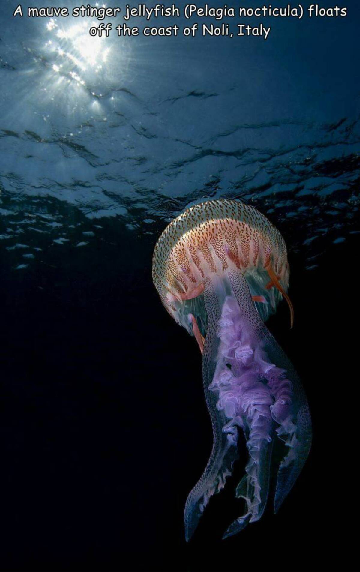 Nature photography - stinger jellyfish Pelagia nocticula floats off the coast of Noli, Italy