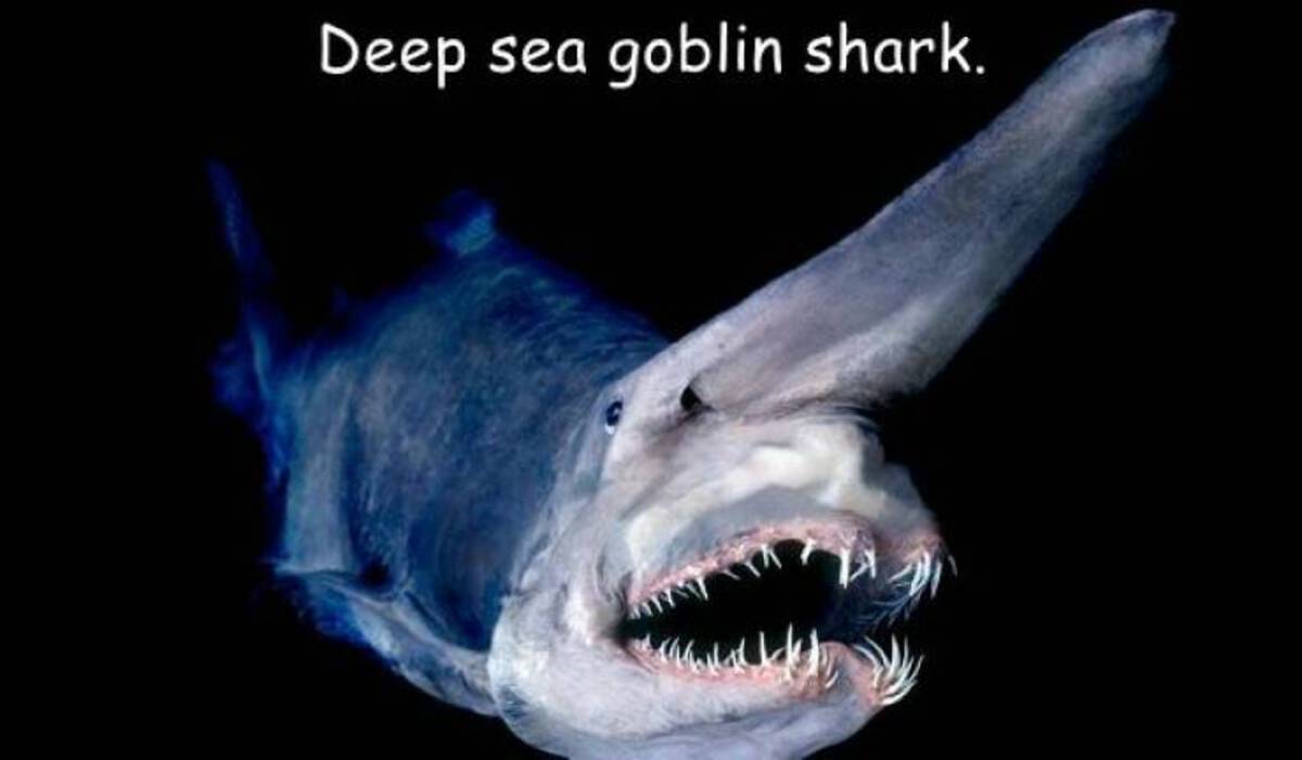 Deep sea goblin shark.