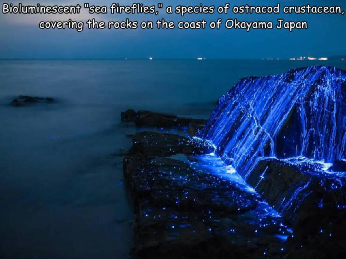 bioluminescent beach - Bioluminescent "sea fireflies," a species of ostracod crustacean, covering the rocks on the coast of Okayama Japan