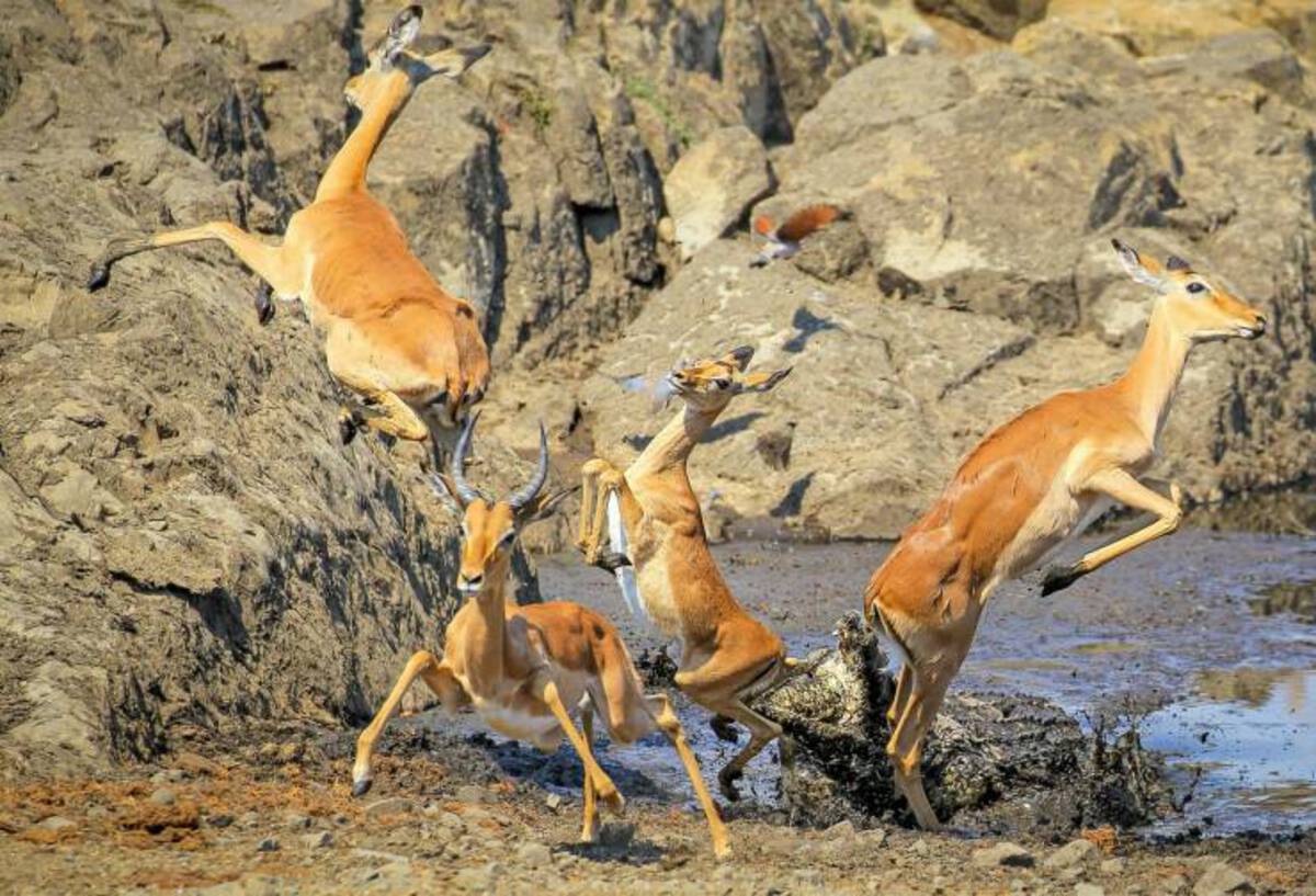 Kruger National Park