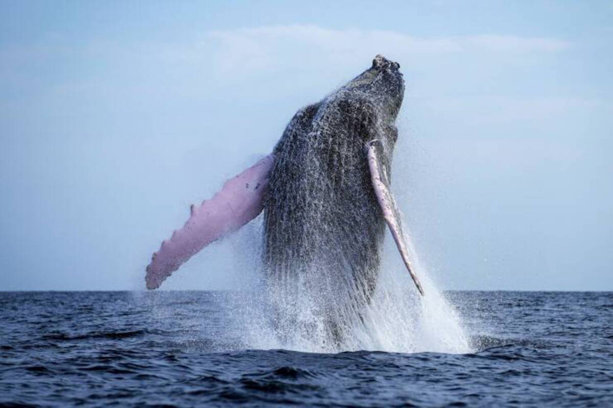 Humpback whale