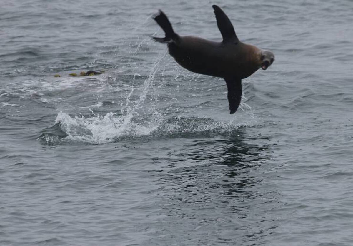 california sea lion