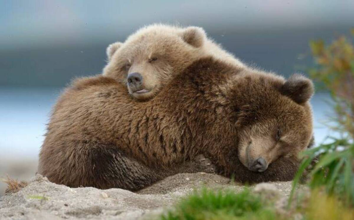 bears cuddling