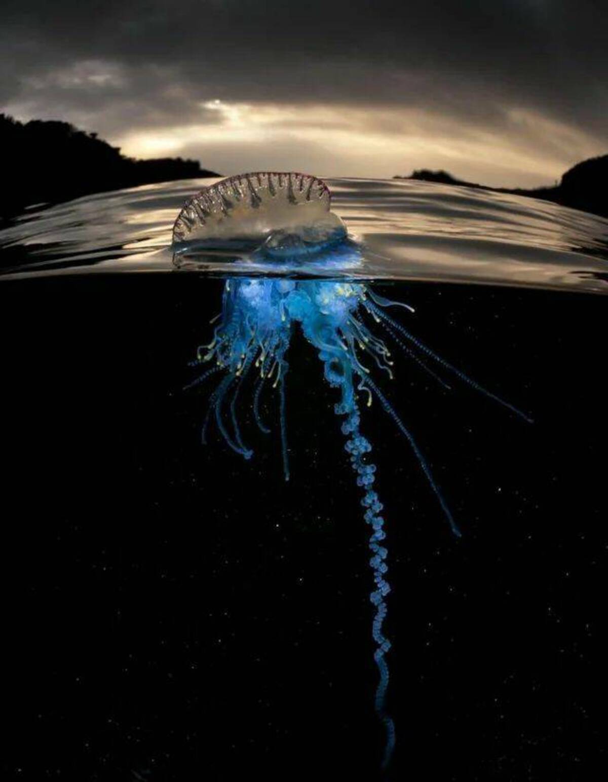 blue bottle baby portuguese man of war