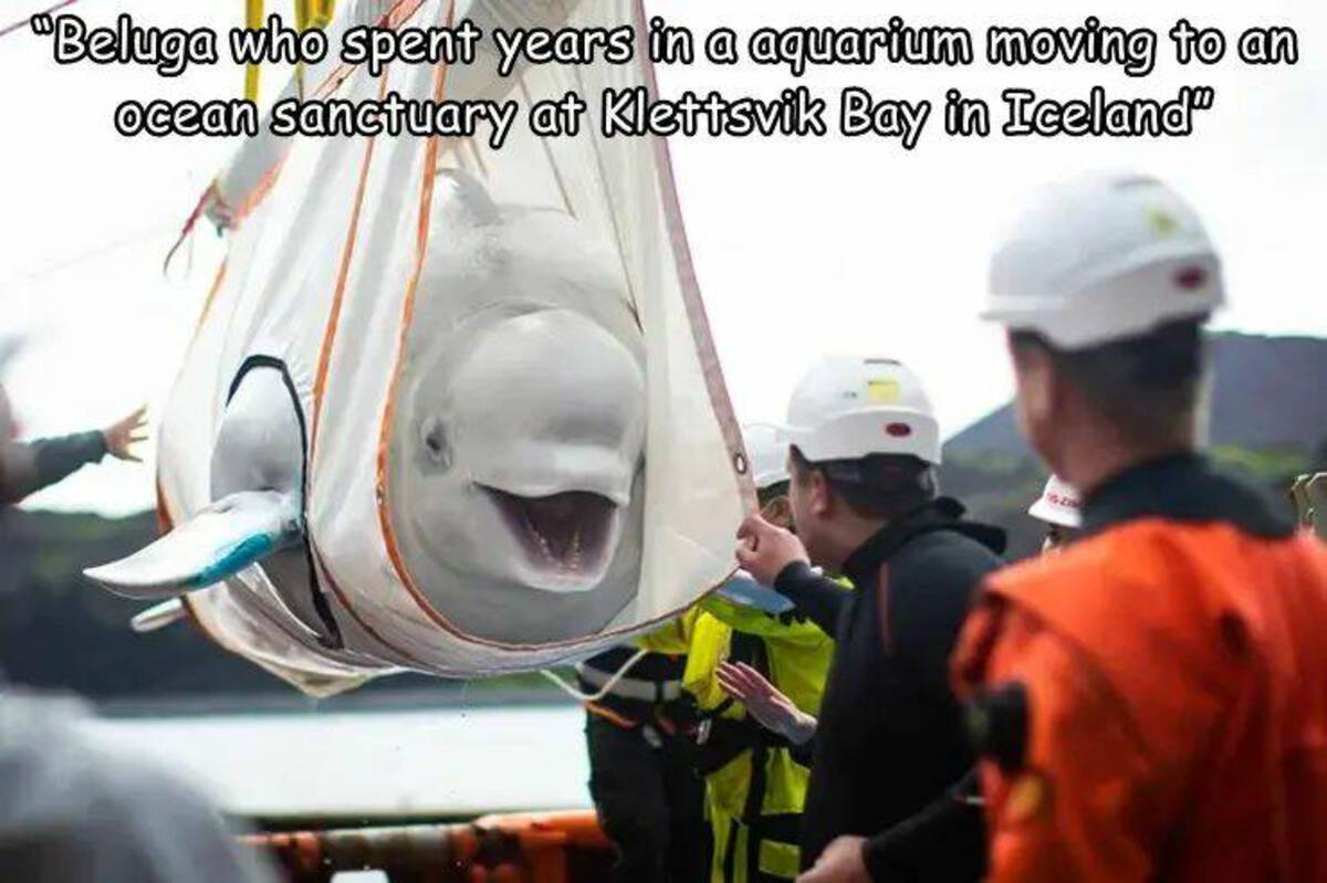 little grey and little white - "Beluga who spent years in a aquarium moving to an ocean sanctuary at Klettsvik Bay in Iceland"