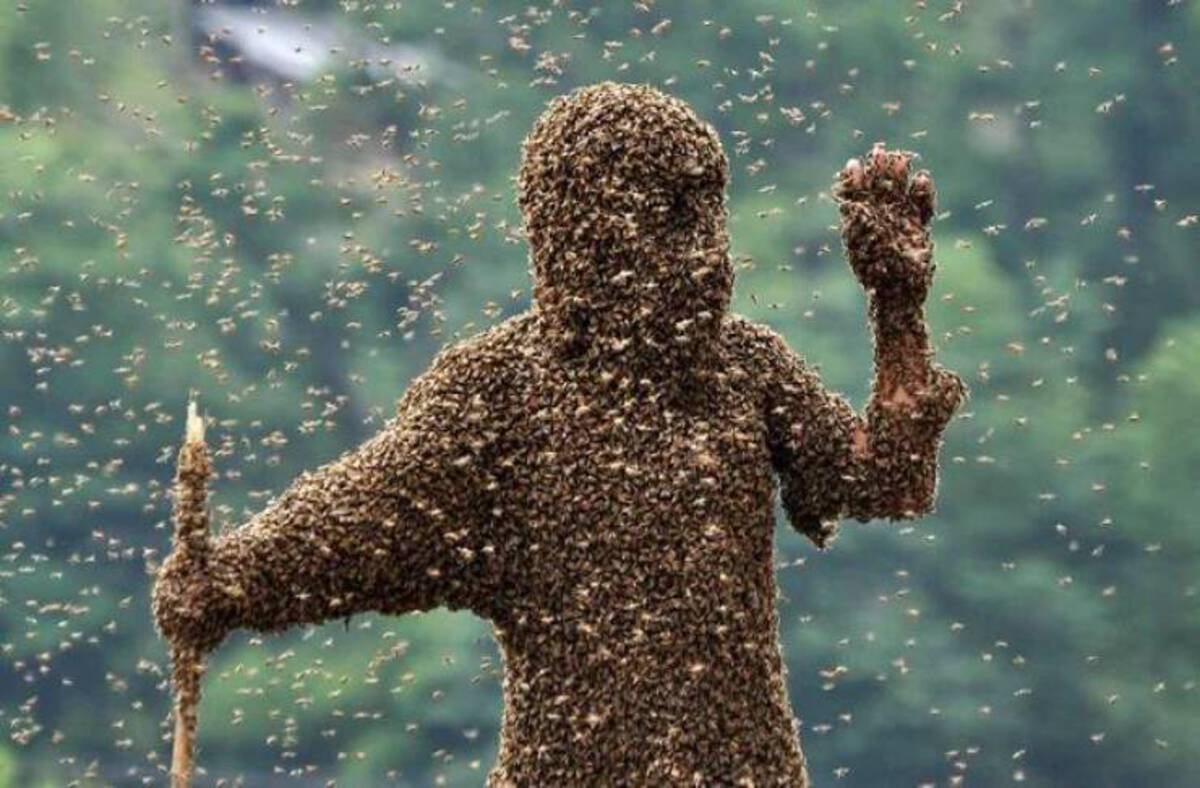 does a bee hive look like