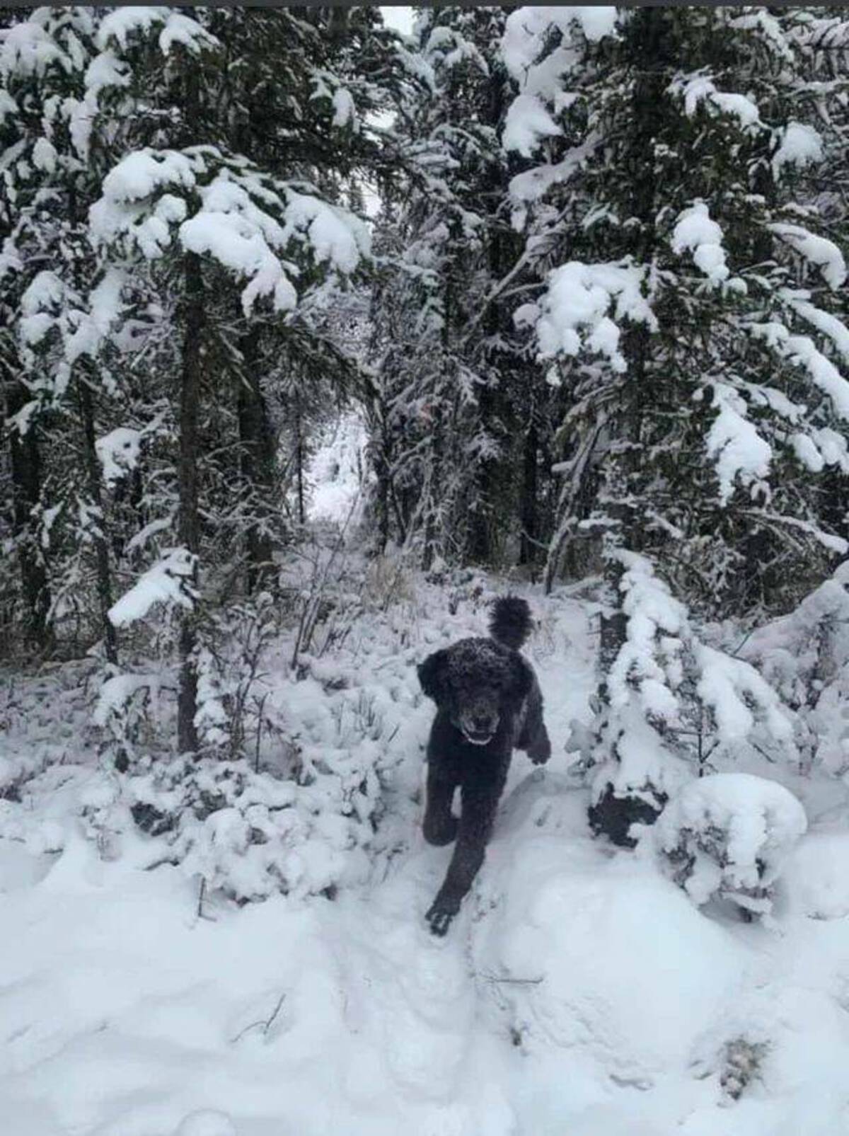 optical illusion man running in snow