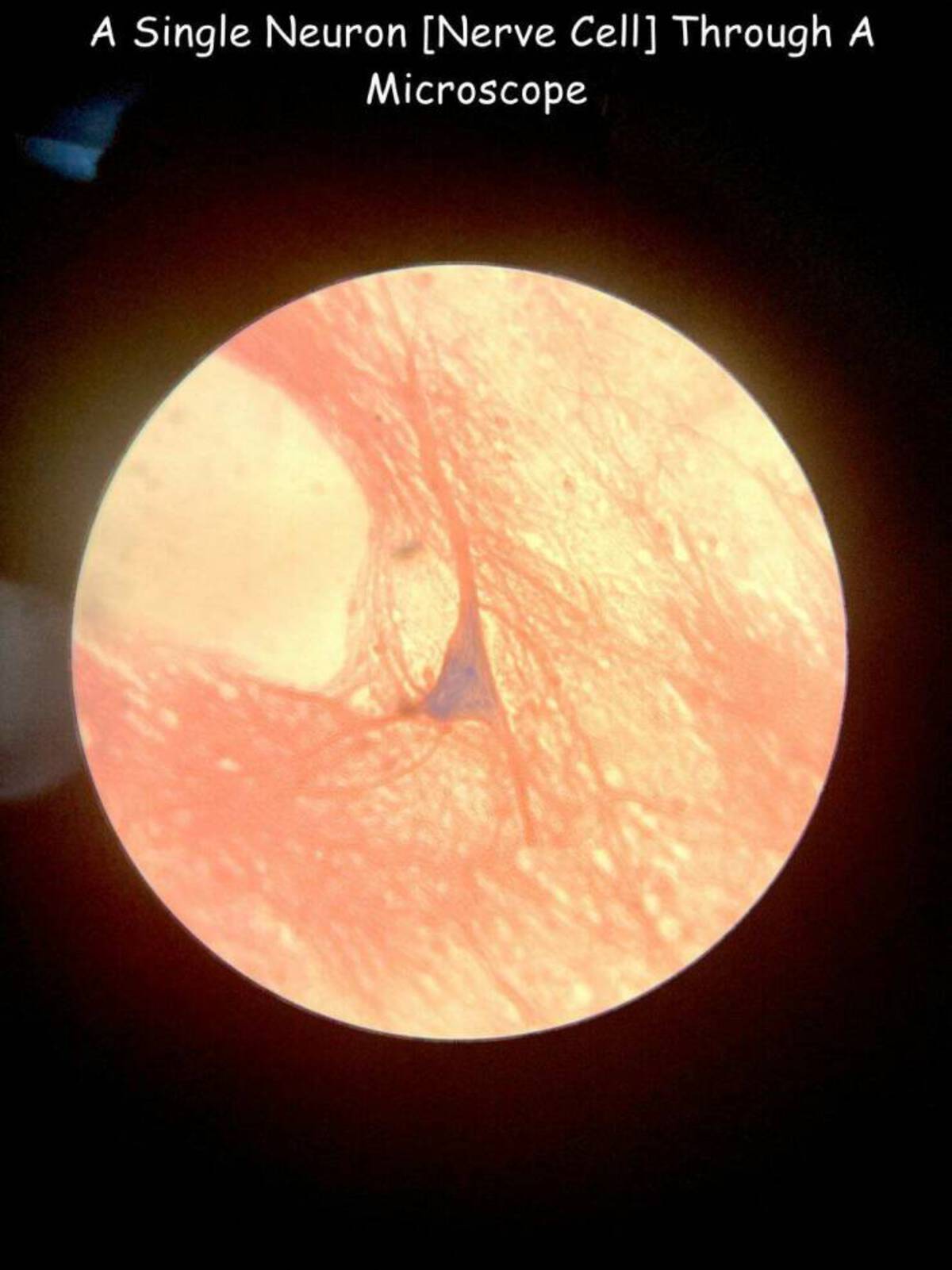 circle - A Single Neuron Nerve Cell Through A Microscope