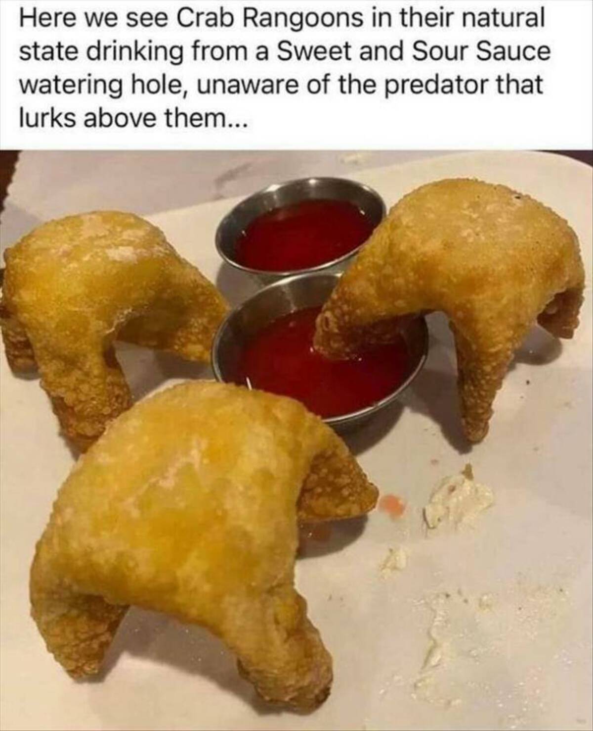 crab rangoons meme - Here we see Crab Rangoons in their natural state drinking from a Sweet and Sour Sauce watering hole, unaware of the predator that lurks above them...