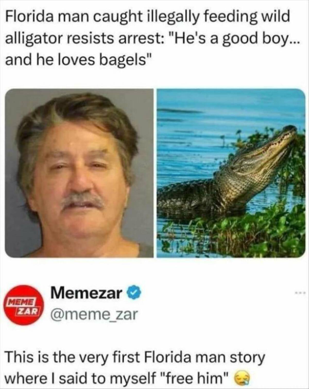 florida man meme alligator - Florida man caught illegally feeding wild alligator resists arrest "He's a good boy... and he loves bagels" Meme Memezar Zar This is the very first Florida man story where I said to myself "free him"