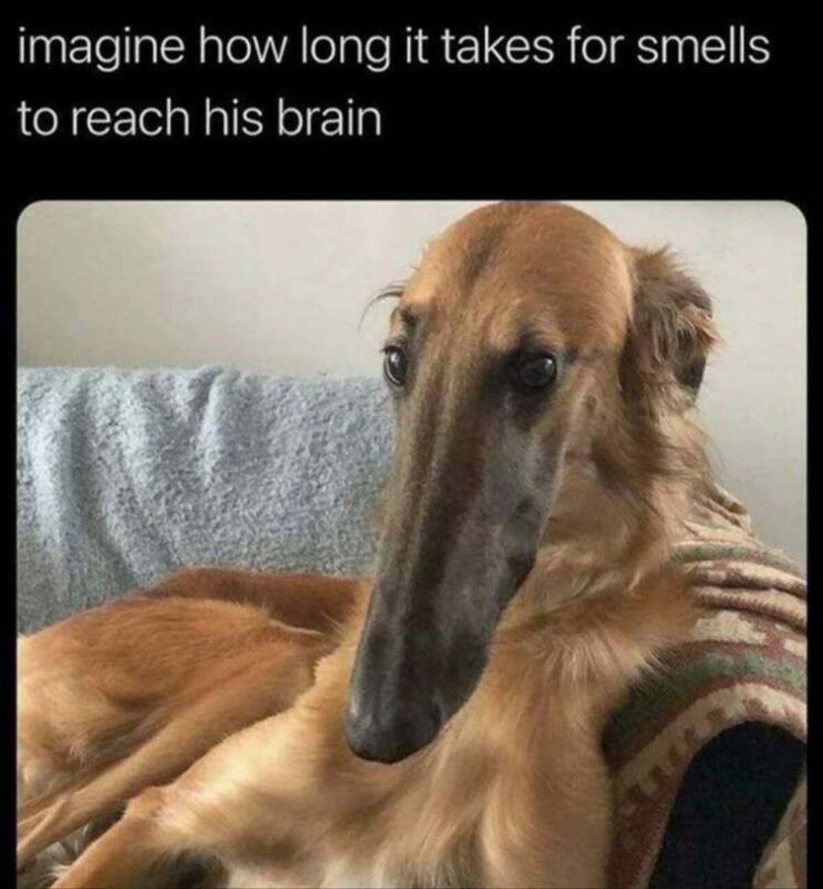 long face dog mem - imagine how long it takes for smells to reach his brain