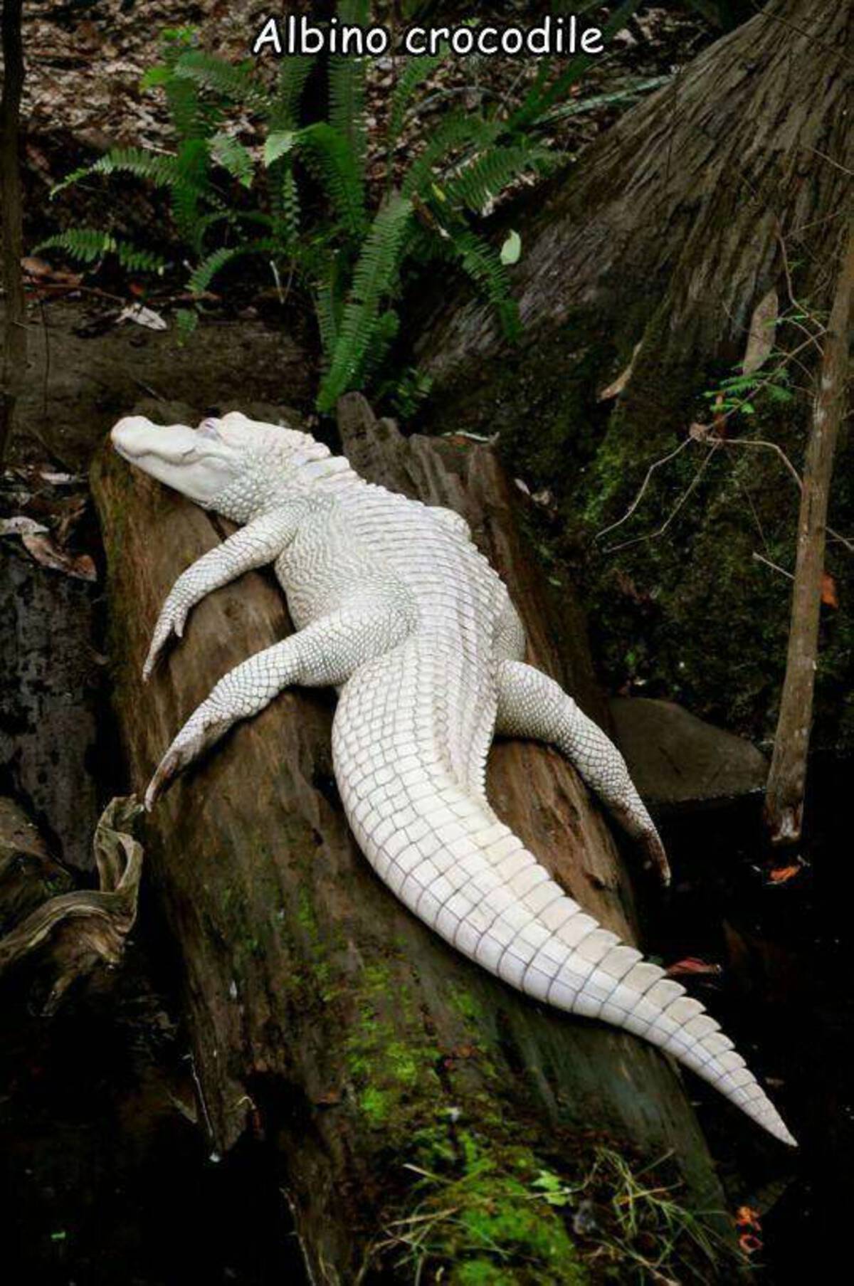 white alligator - Albino crocodile