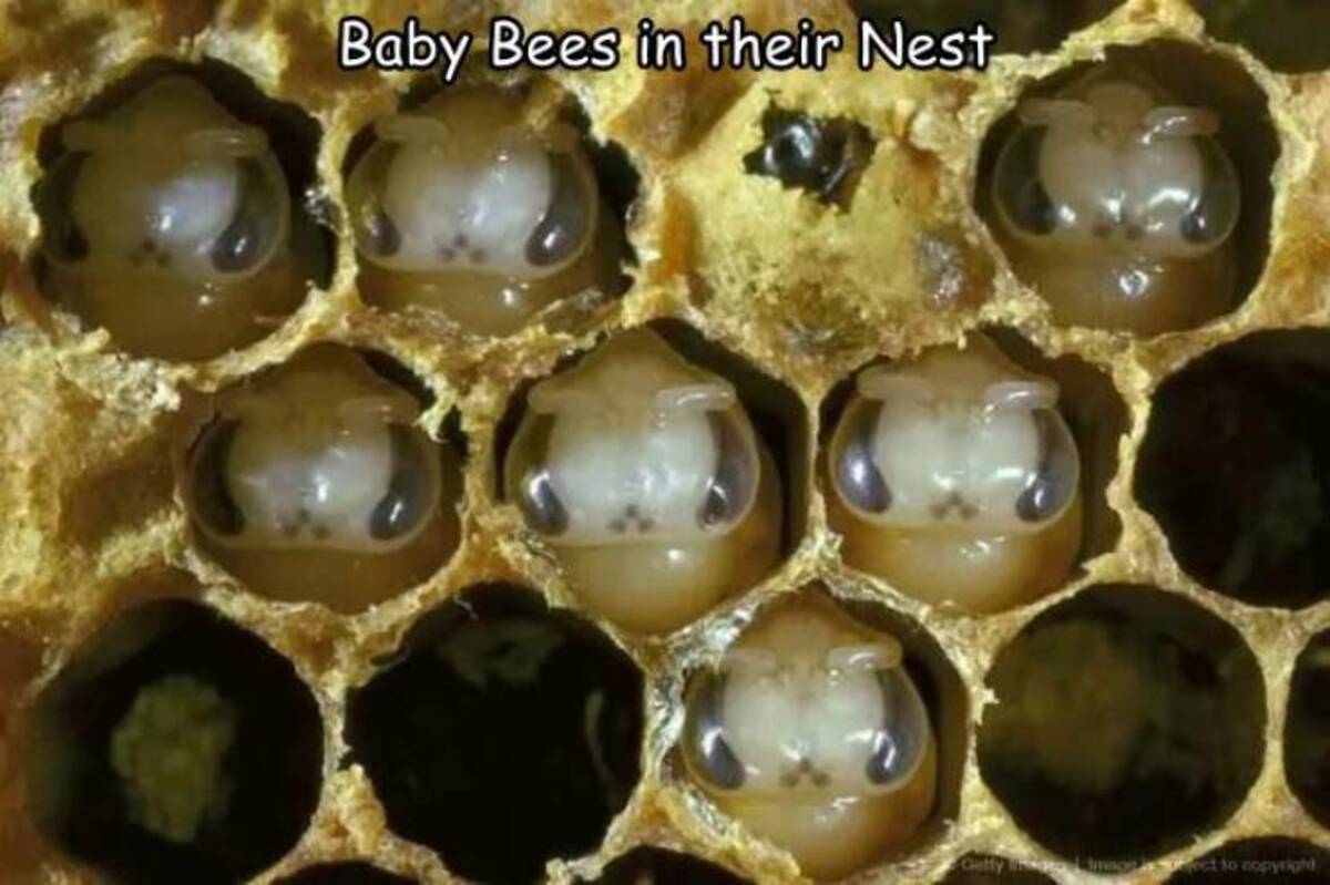 bee pupa - Baby Bees in their Nest Guffy imagect to copyright