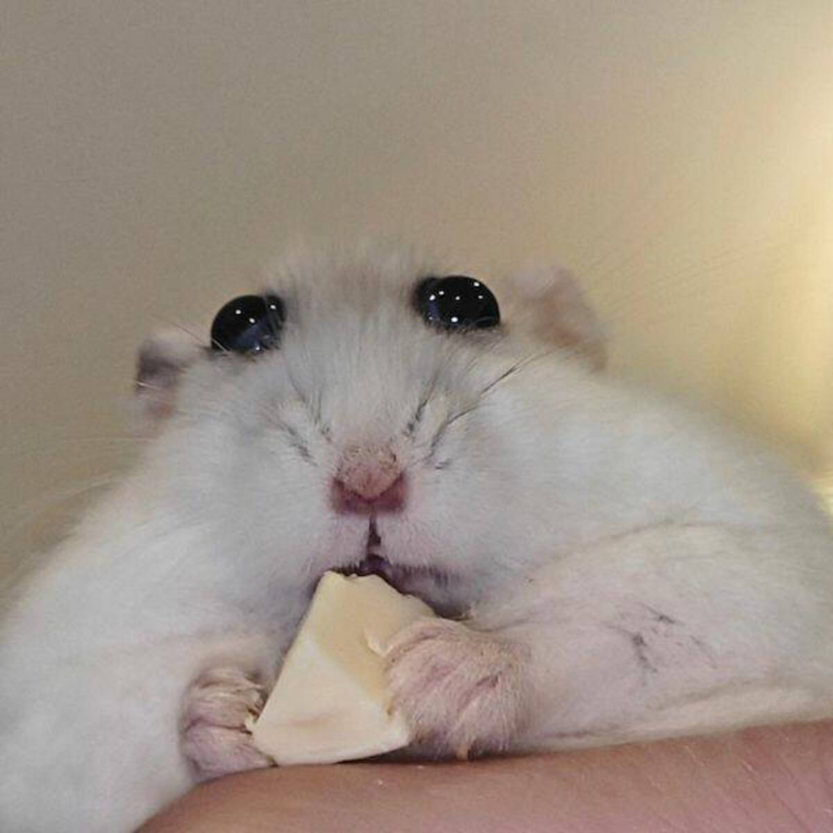 hamster