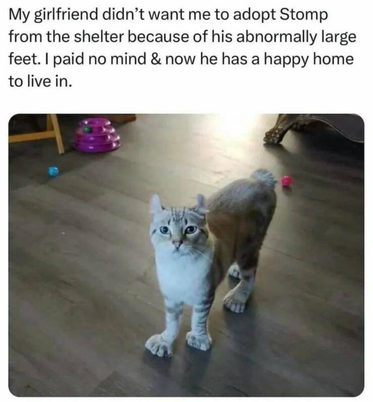 cool photos and funny memes - stomp stomp stomp he has arrived - My girlfriend didn't want me to adopt Stomp from the shelter because of his abnormally large feet. I paid no mind & now he has a happy home to live in.