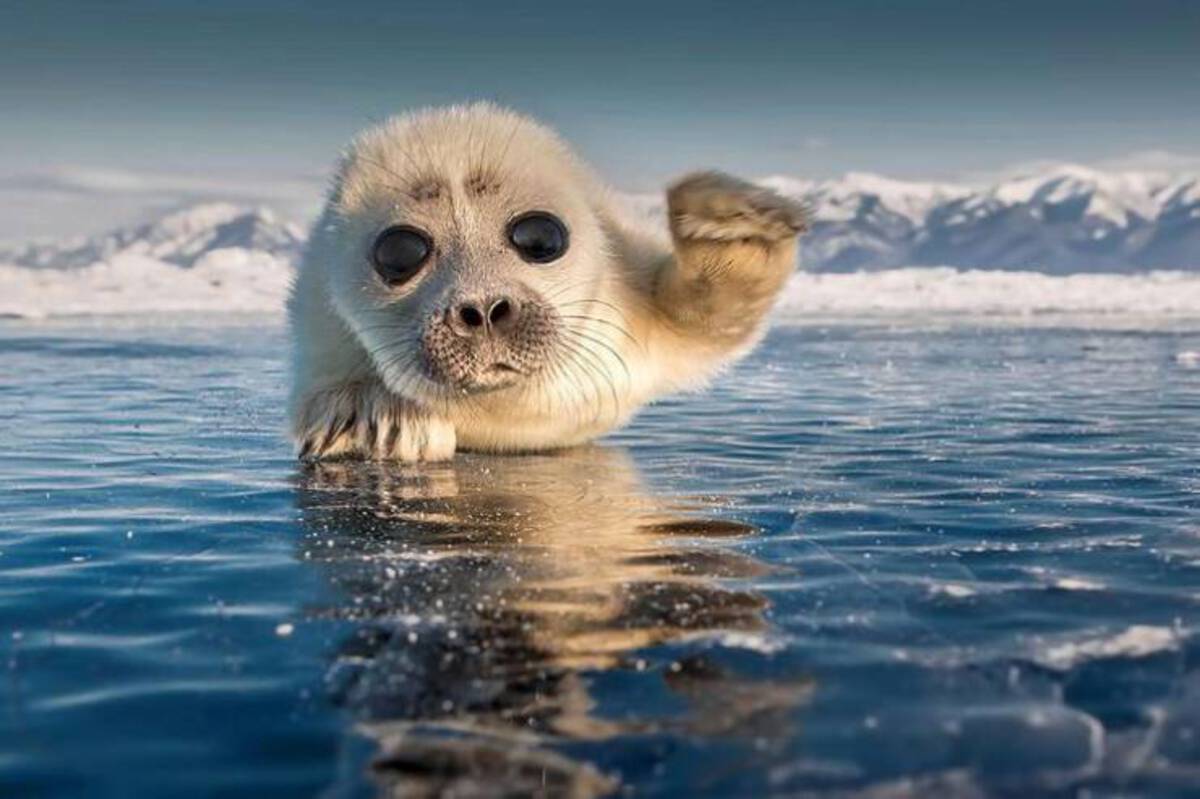 cool photos and funny memes - adorable baby seal