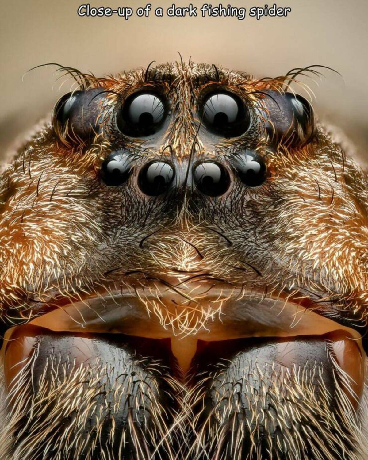 cool photos and funny memes - close-up - Closeup of a dark fishing spider