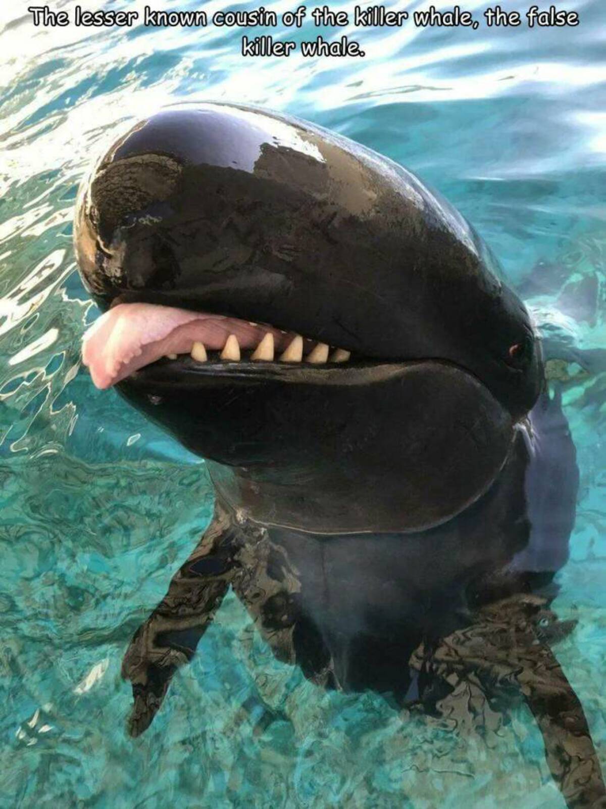 funny memes and cool pics - false orcas - The lesser known cousin of the killer whale, the false killer whale.