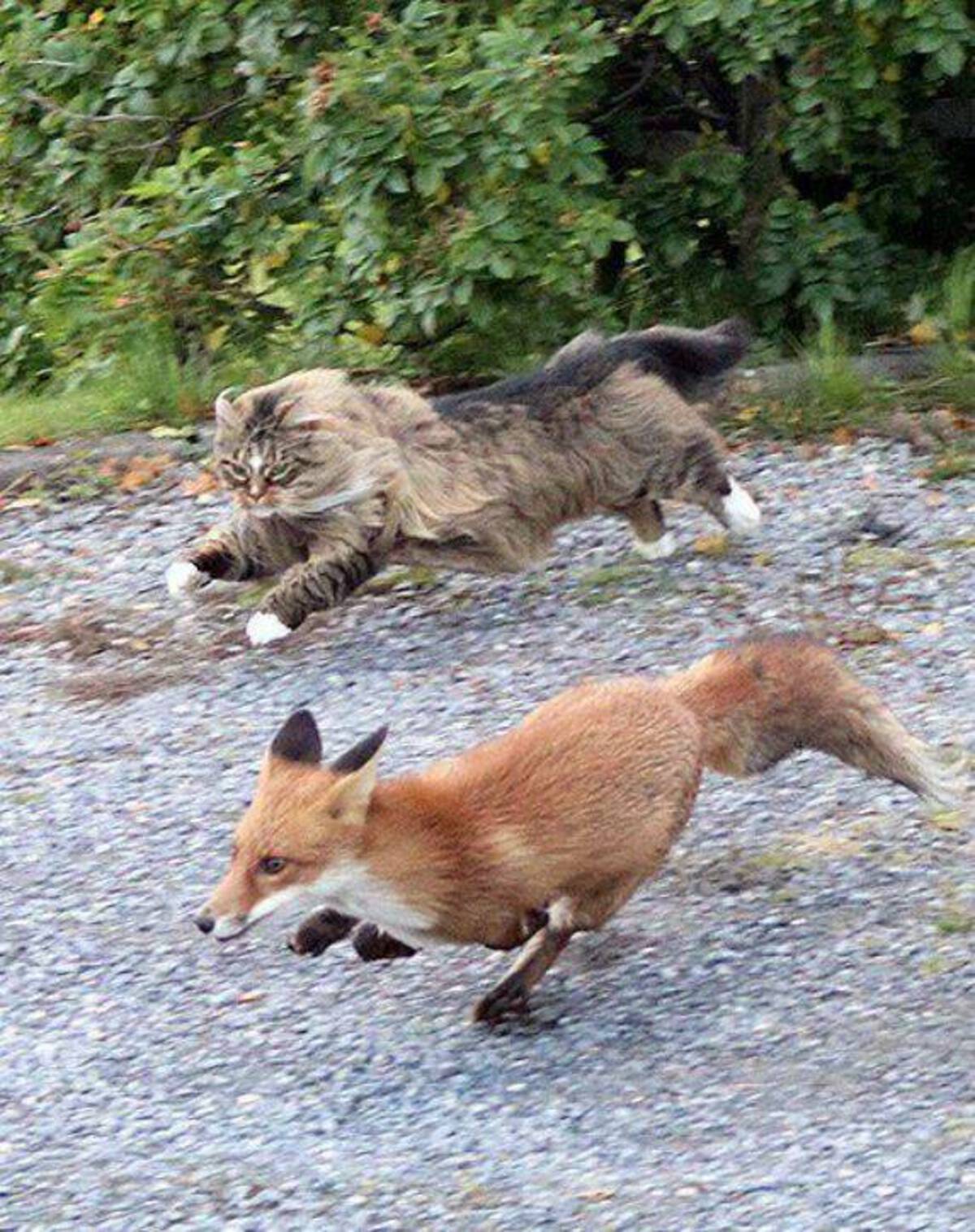 funny memes and cool pics - norwegian forest cat chasing fox