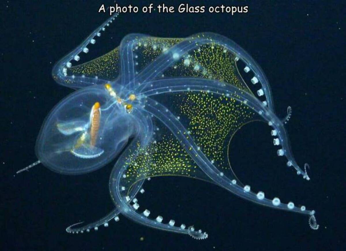 cool pics and fascinating photos - deep sea glass octopus - A photo of the Glass octopus