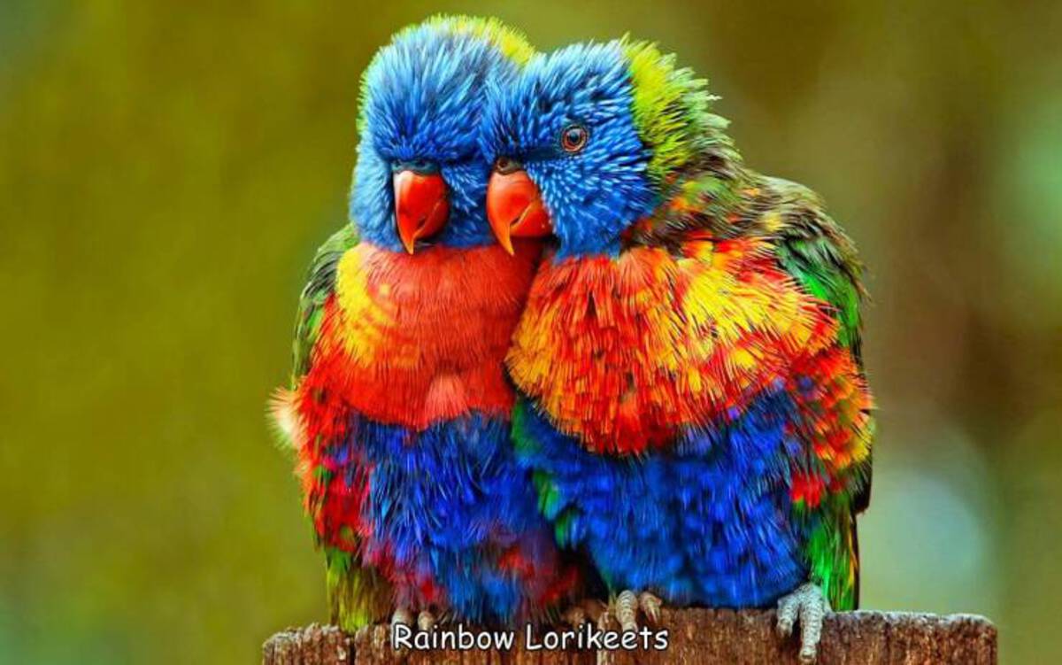 cool pics and fascinating photos - rainbow lorikeet - Rainbow Lorikeets