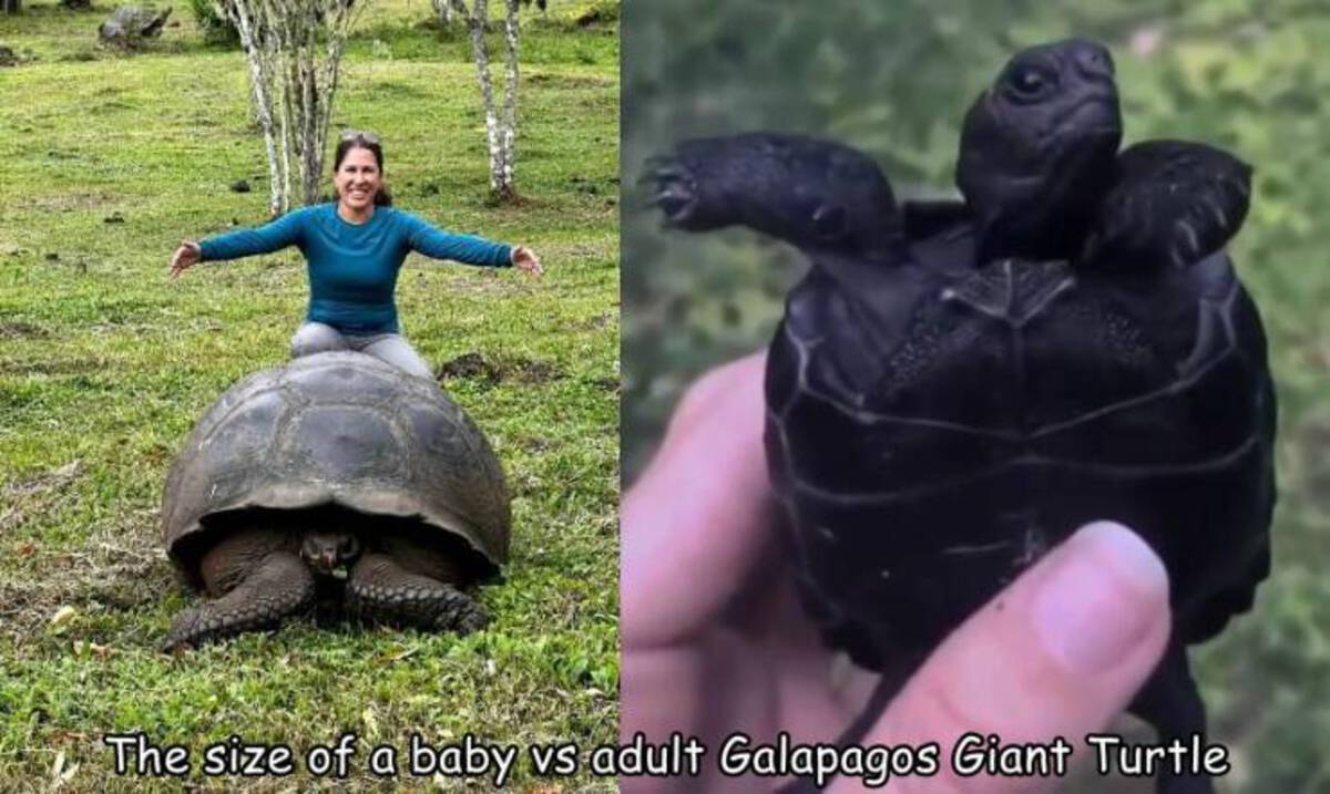 galápagos tortoise - The size of a baby vs adult Galapagos Giant Turtle