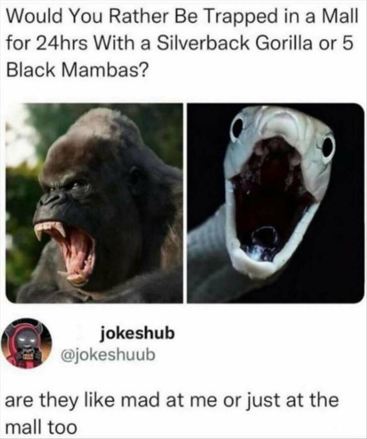 savage animals - Would You Rather Be Trapped in a Mall for 24hrs With a Silverback Gorilla or 5 Black Mambas? jokeshub are they mad at me or just at the mall too