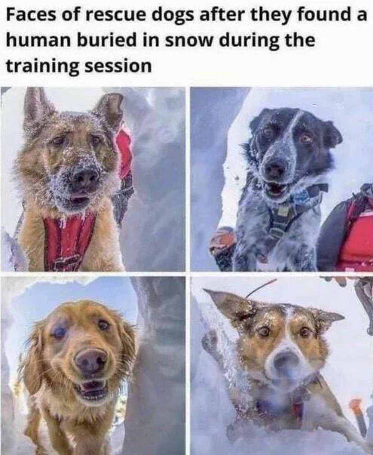 rescue dog memes - Faces of rescue dogs after they found a human buried in snow during the training session