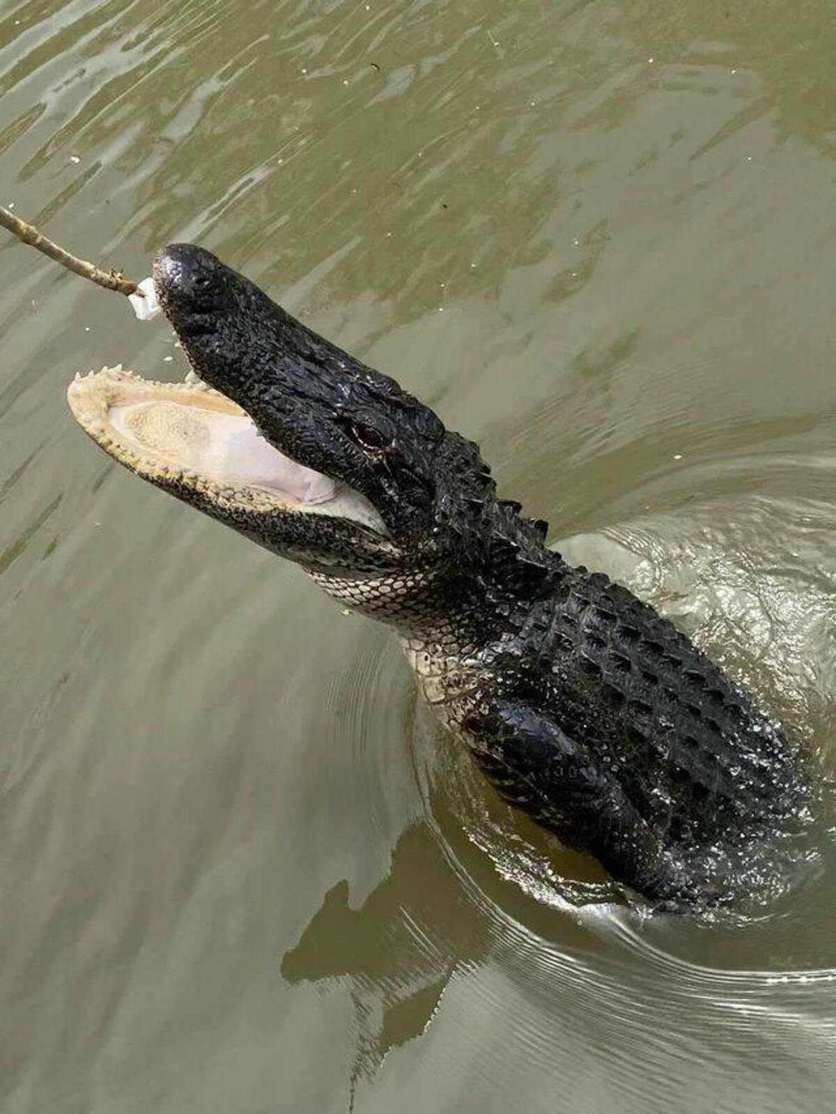 nile crocodile