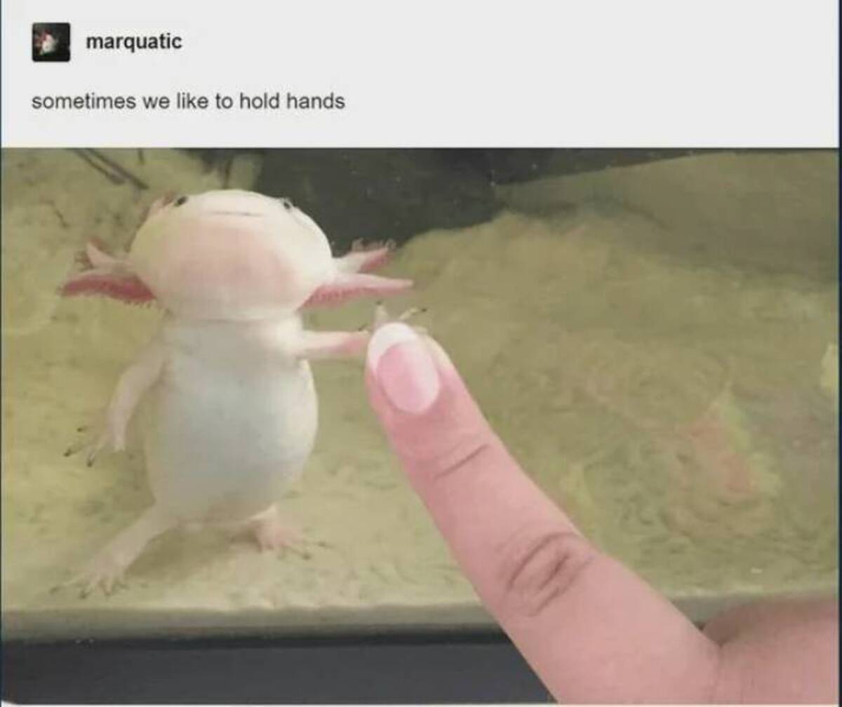 minecraft axolotl memes - marquatic sometimes we to hold hands