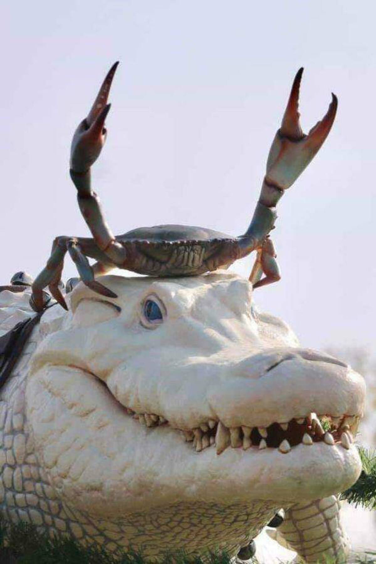 crab with crown