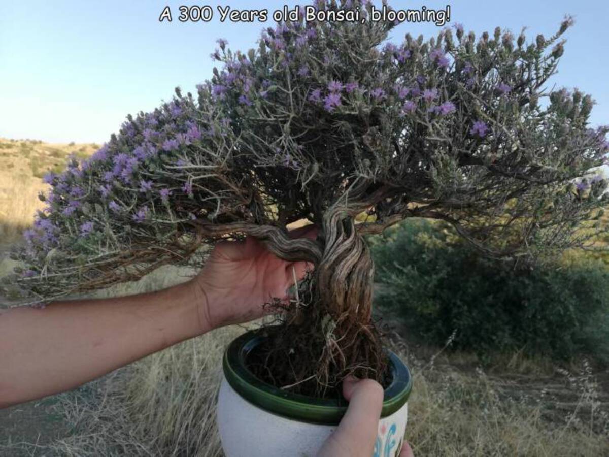 flowerpot - A 300 Years old Bonsai, blooming!