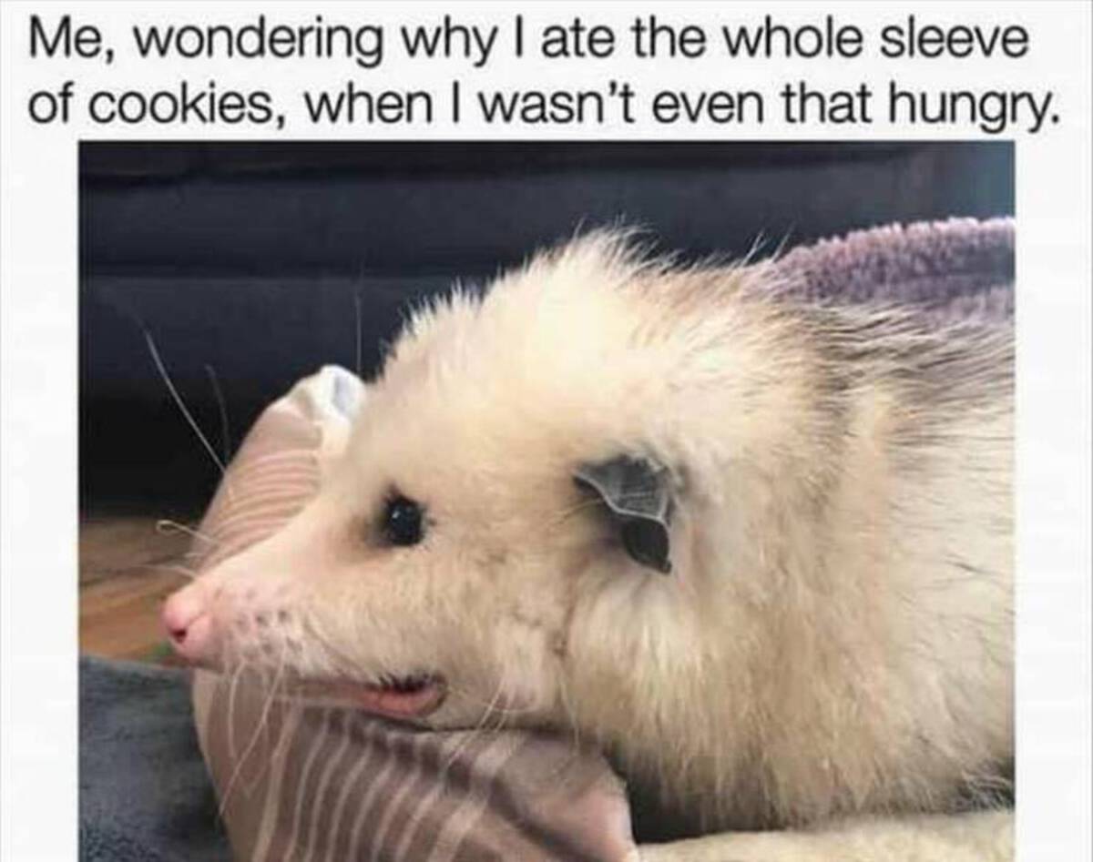 common opossum - Me, wondering why I ate the whole sleeve of cookies, when I wasn't even that hungry.