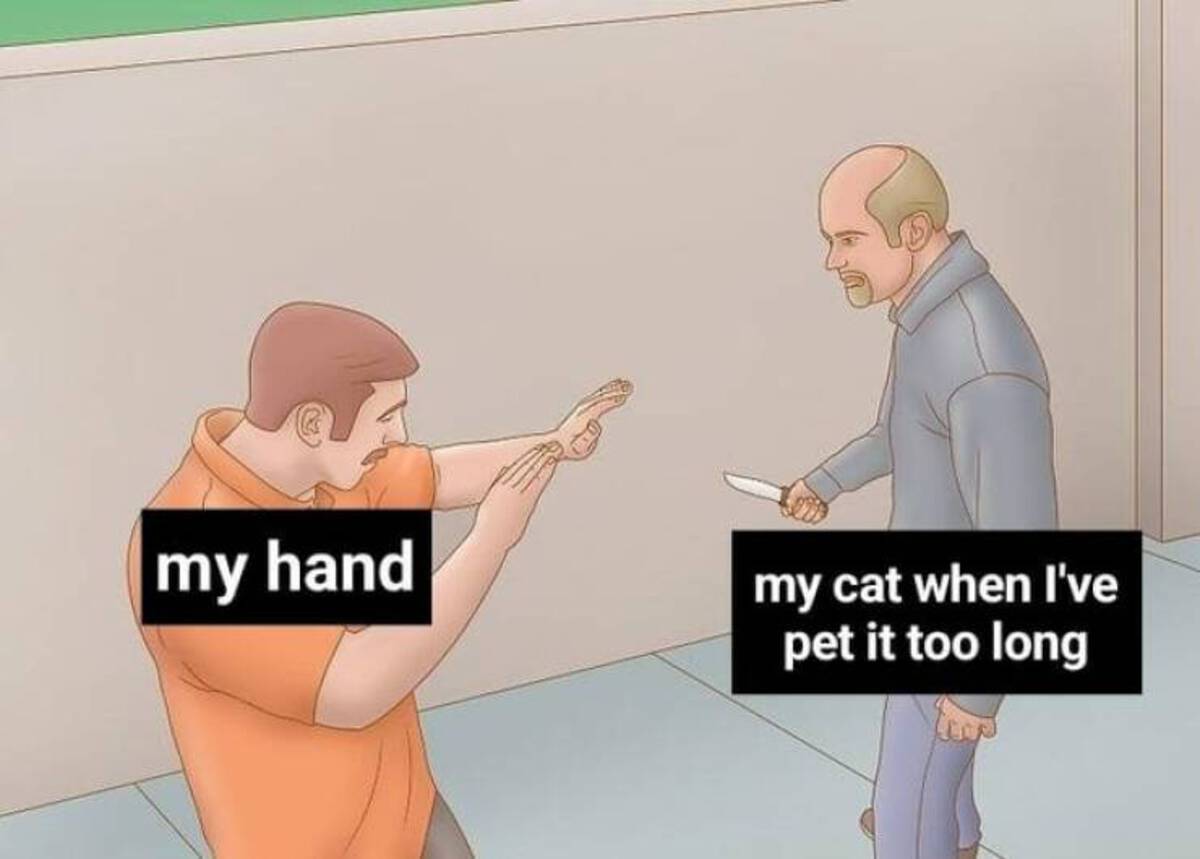 scared knife meme - my hand my cat when I've pet it too long