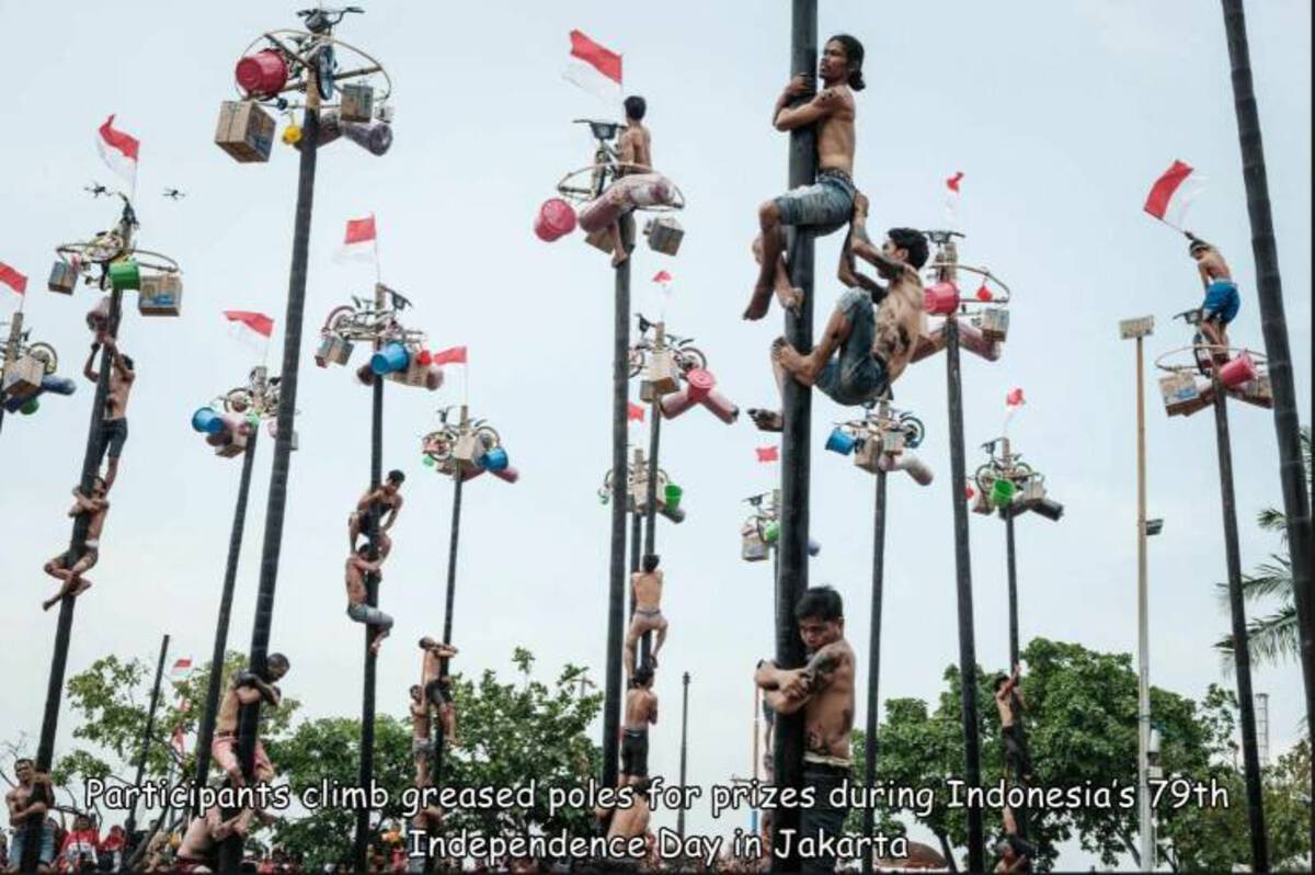 Greasy pole - Participants climb greased poles for prizes during Indonesia's 79th Independence Day in Jakarta