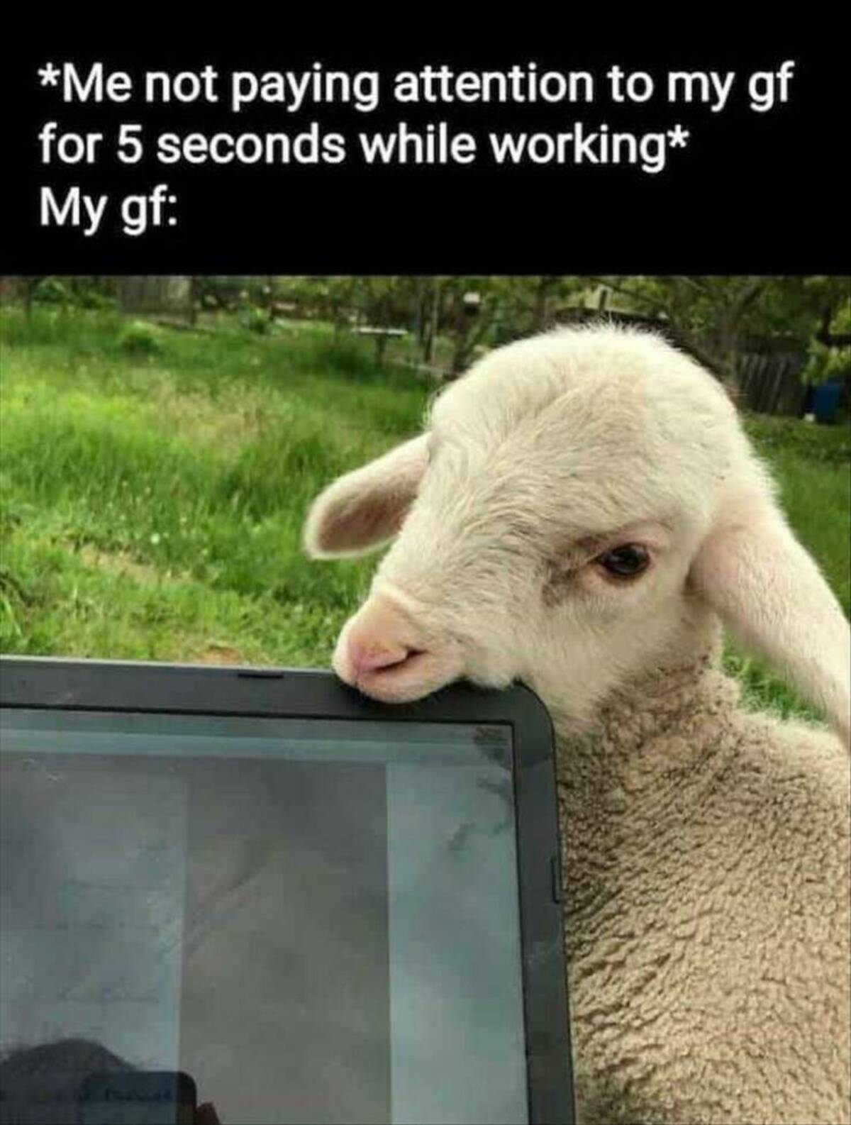 sheep - Me not paying attention to my gf for 5 seconds while working My gf