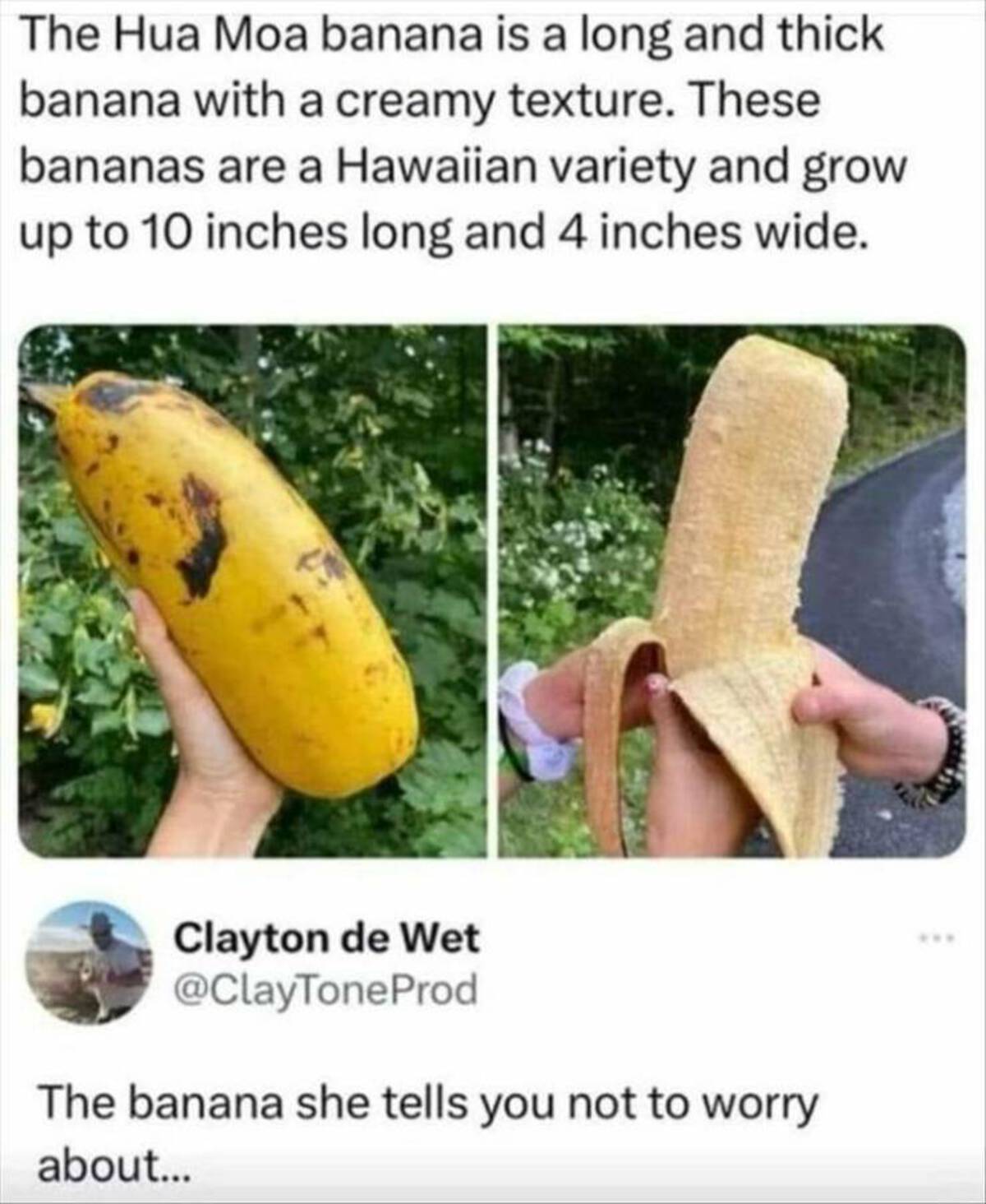 long thick banana - The Hua Moa banana is a long and thick banana with a creamy texture. These bananas are a Hawaiian variety and grow up to 10 inches long and 4 inches wide. Clayton de Wet The banana she tells you not to worry about...