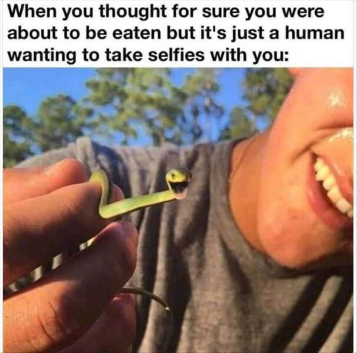 snek meme - When you thought for sure you were about to be eaten but it's just a human wanting to take selfies with you